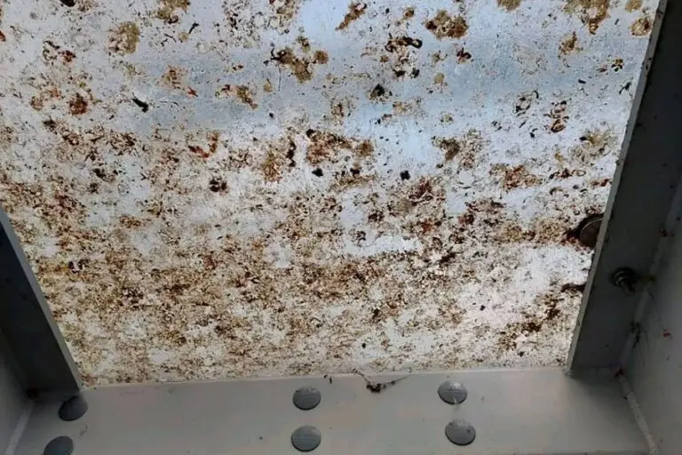 Bird guano on an exterior ceiling panel.