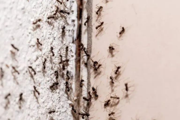 A ant infestation.