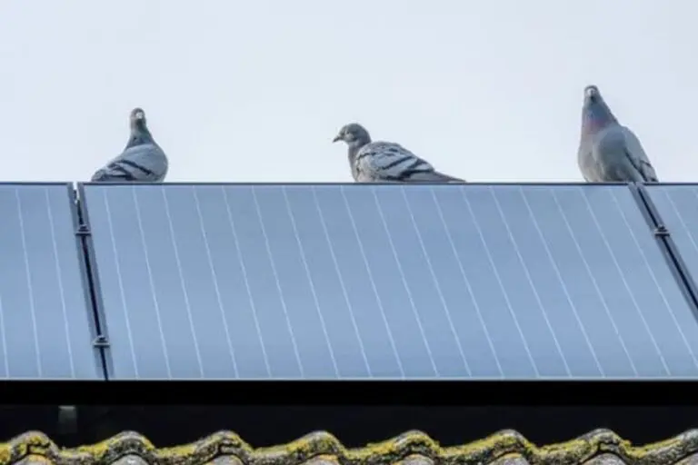 Birds sitting on solar panels.