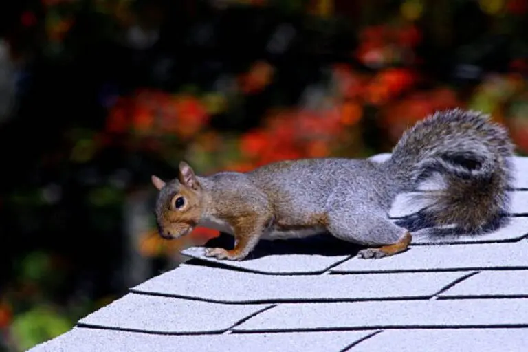 A squirrel on a roof.