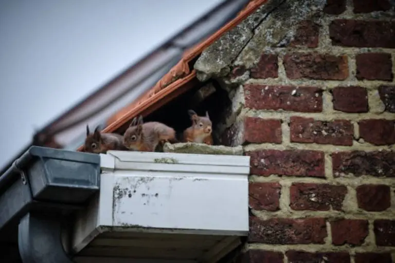 Squirrels hibernating on a residential roof.