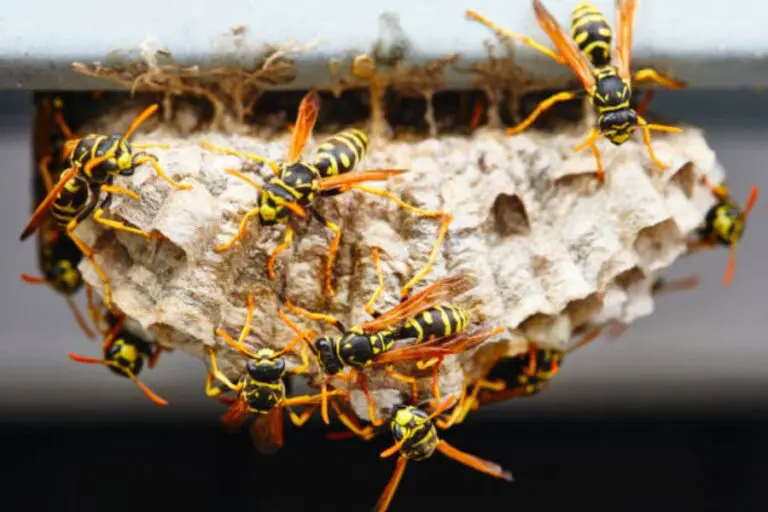 A wasp nest.