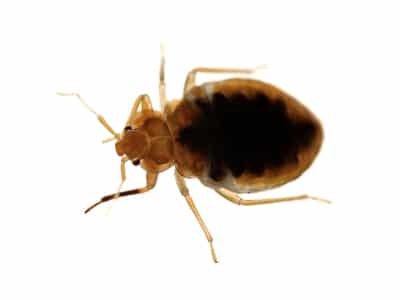 Bed bug treatment Trafford Pest Control