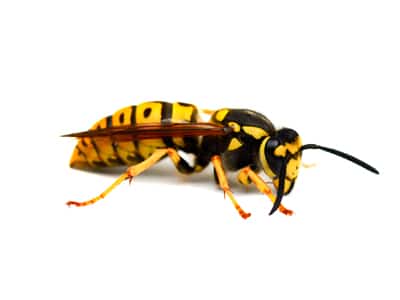 Wasp nest treatment Gee Cross Pest Control