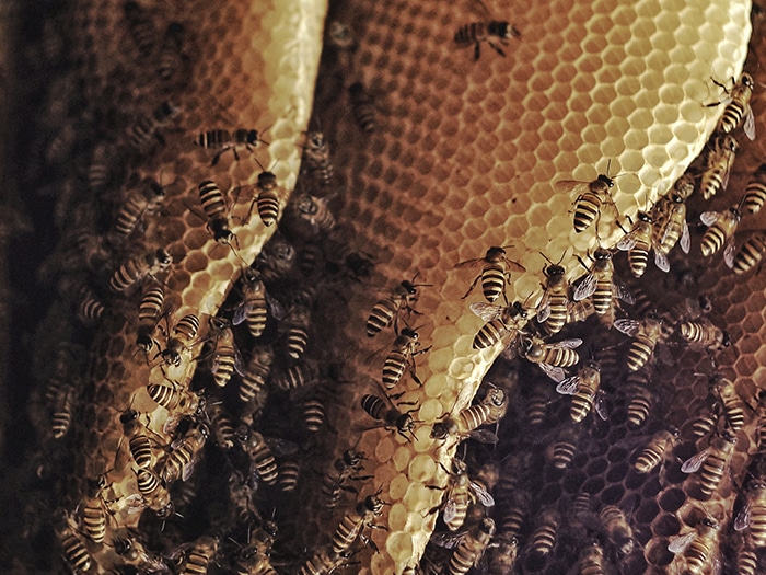 Honey bee nest treatment