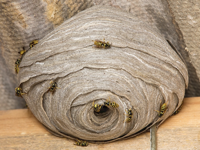 Wasp nest treatment £45