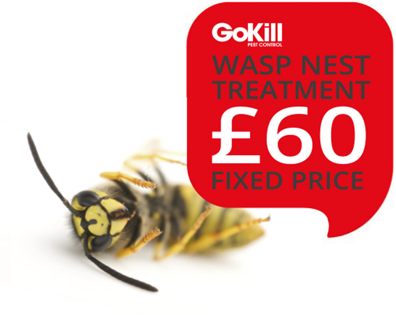 Wasp nest treatment Manchester £45