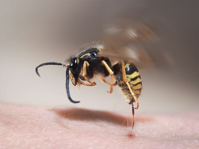 Why do wasps, bees and hornets attack?