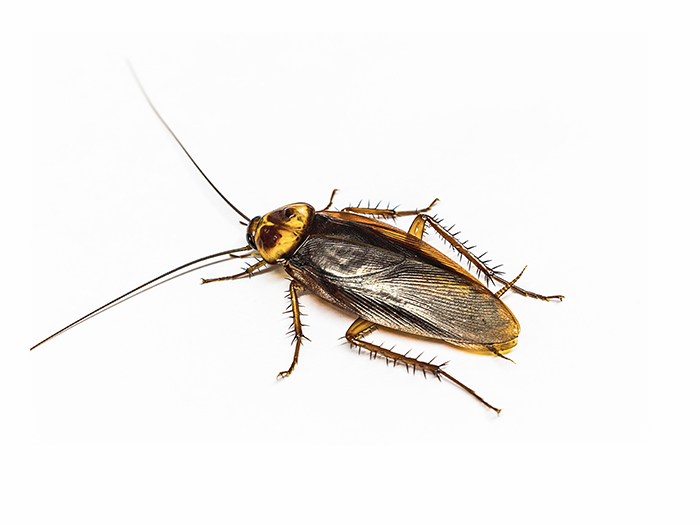 Asian cockroach infestation?