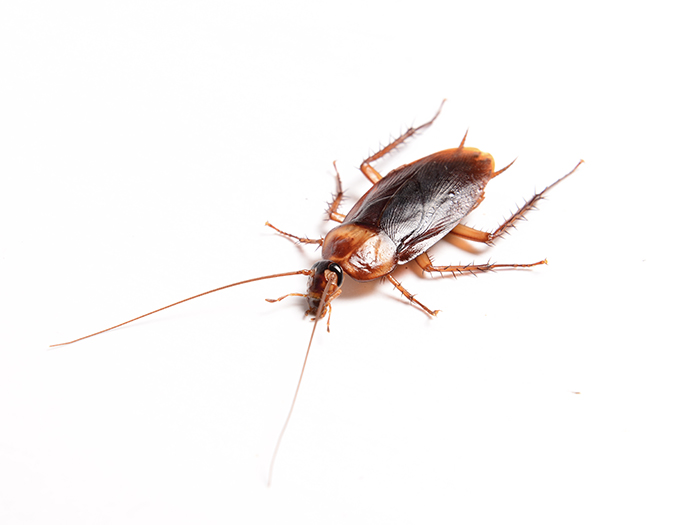 Australian cockroach infestation?