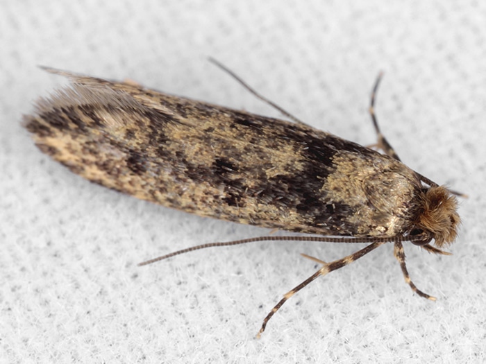 Who is at risk of a clothes moth infestation?