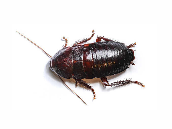 Florida-woods cockroach infestation?