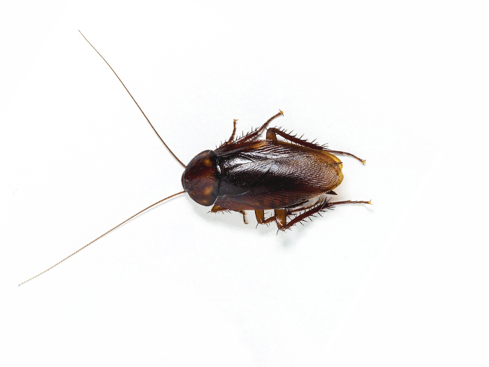 Smoky-brown cockroach infestation?