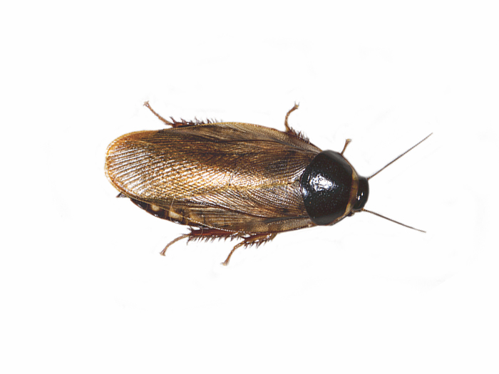 Surinam cockroach infestation?