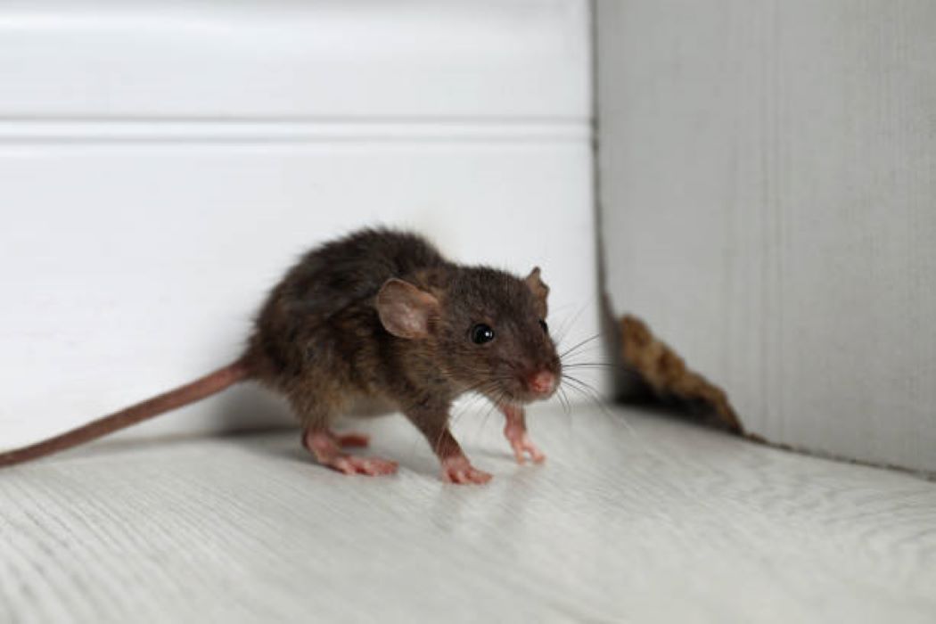 Rodent in the corner of a room indoors with a hole in the skirting board.