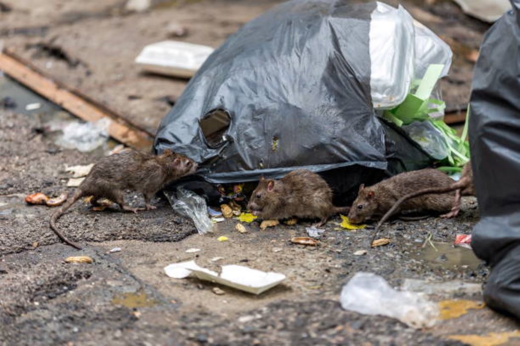 Rodent eating through a plastic black bin bag for food on the outside of a property.