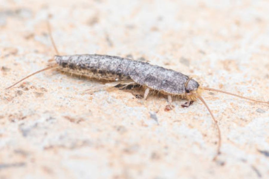 A silverfish.