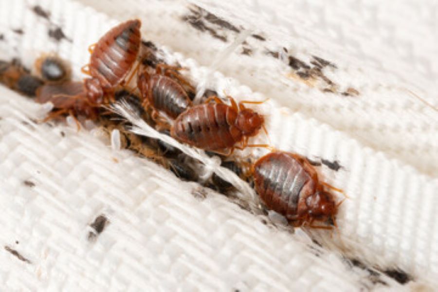 A bed bug infestation on a bed with smear markings.