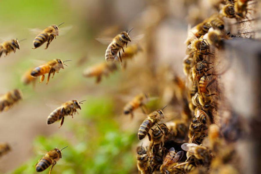 A swarm of bees together.