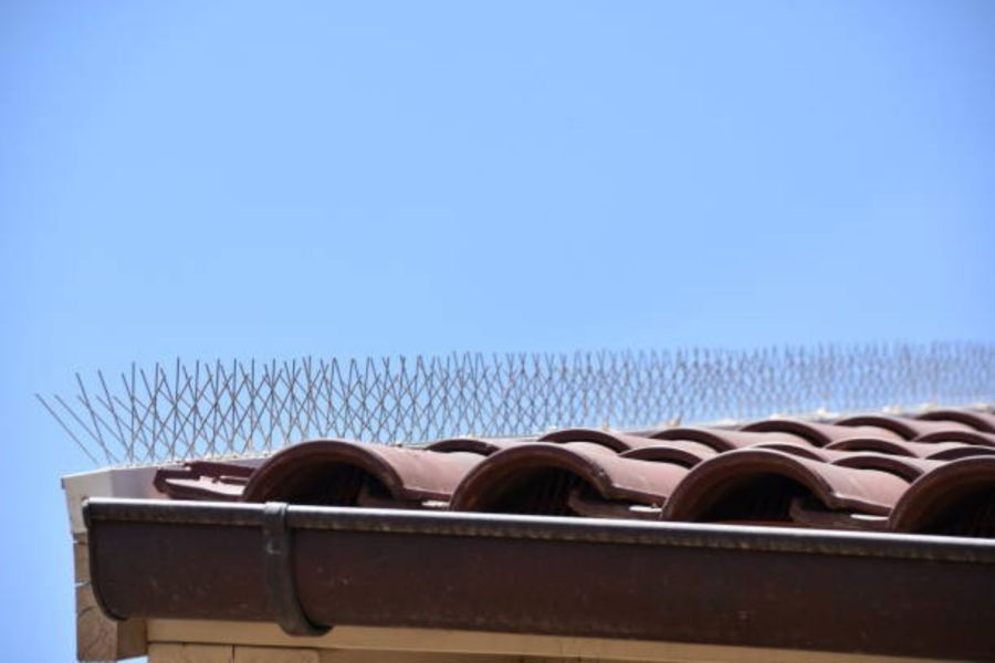 Bird proofing spikes on the side of a roof.