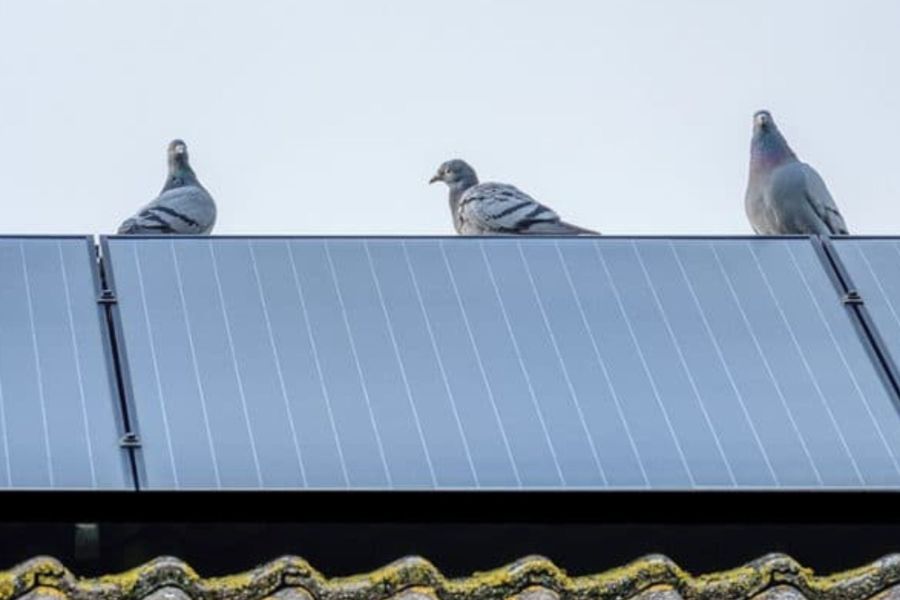 Birds sitting on solar panels.