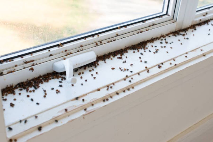 A cluster fly infestation.