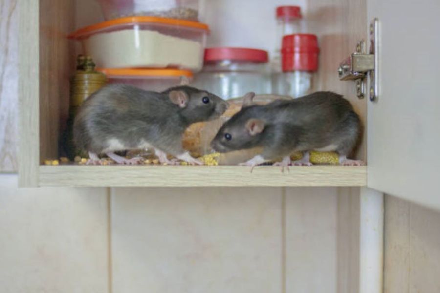 Rodents in a kitchen cupboard.