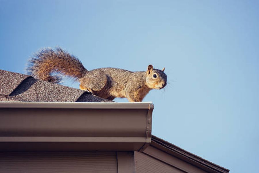 A squirrel on a roof.