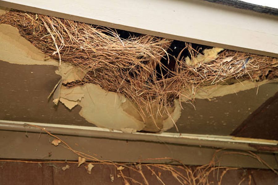 A damaged roof from squirrels.