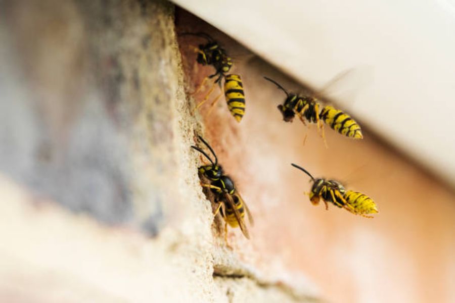 Wasps flying into a crevis.