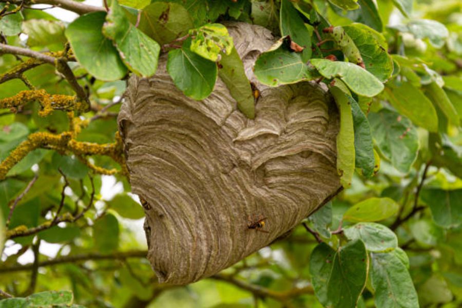 A wasp nest in a tree.