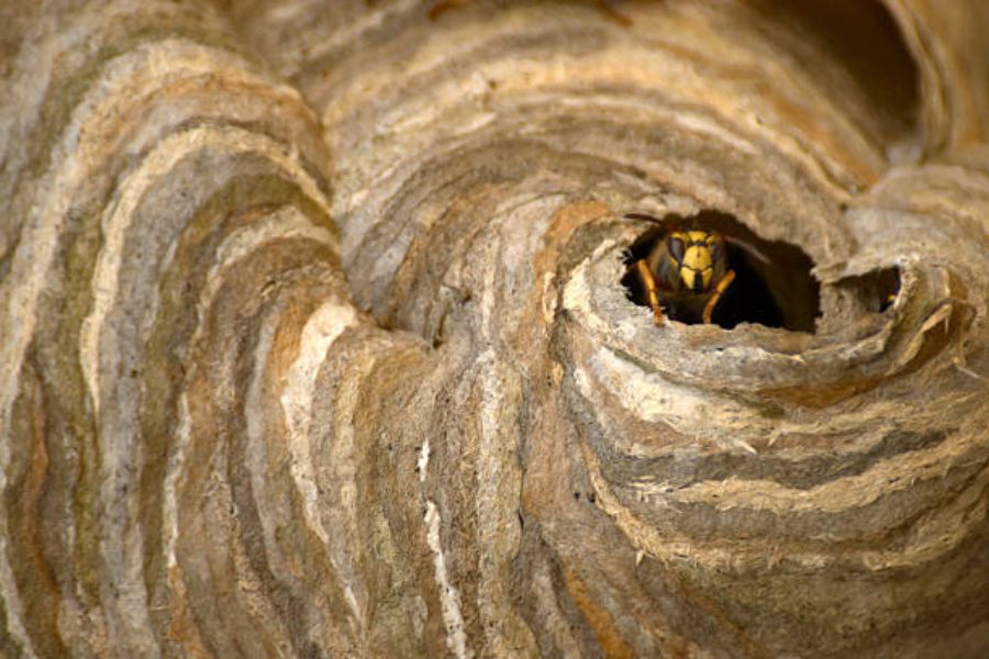 A wasp nest and a wasp peeking out of the bottom of it.