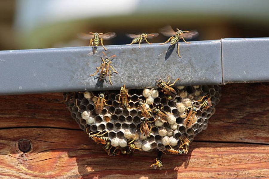 A wasp nest.