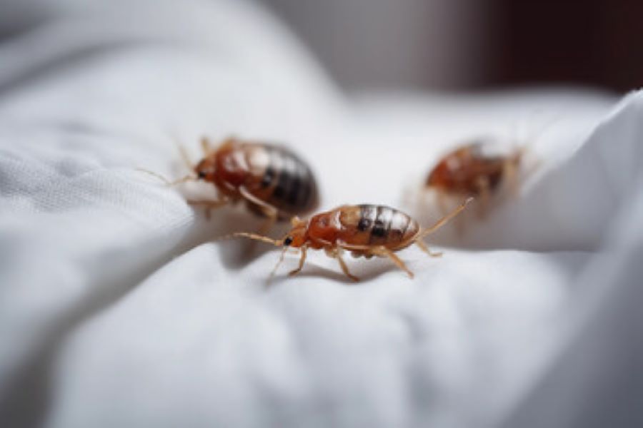 Bed bugs on a white mattress.