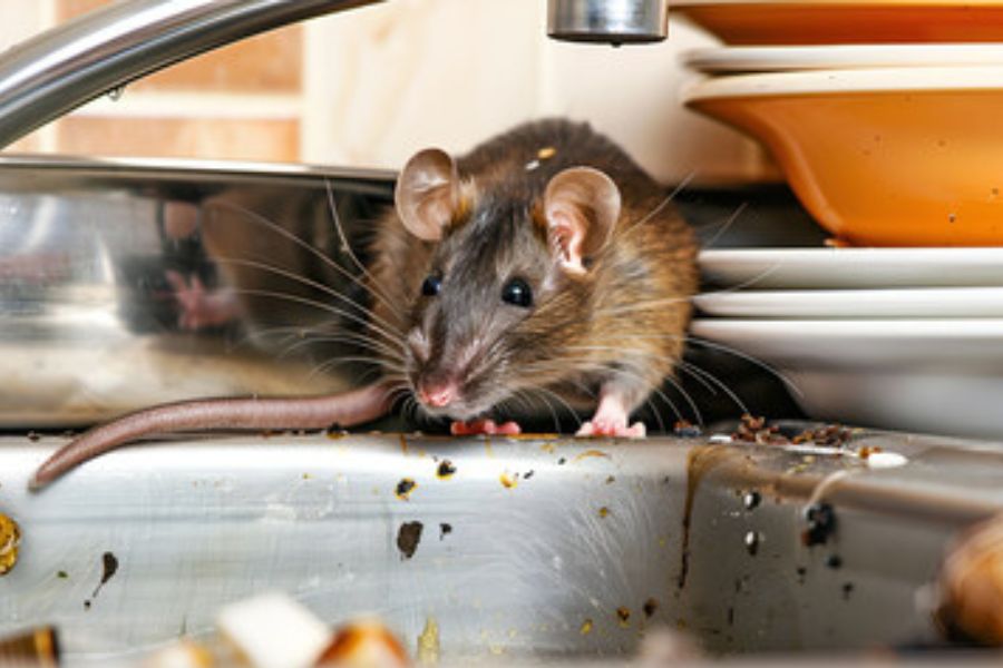 A rodent on a kitchen worktop and sink.